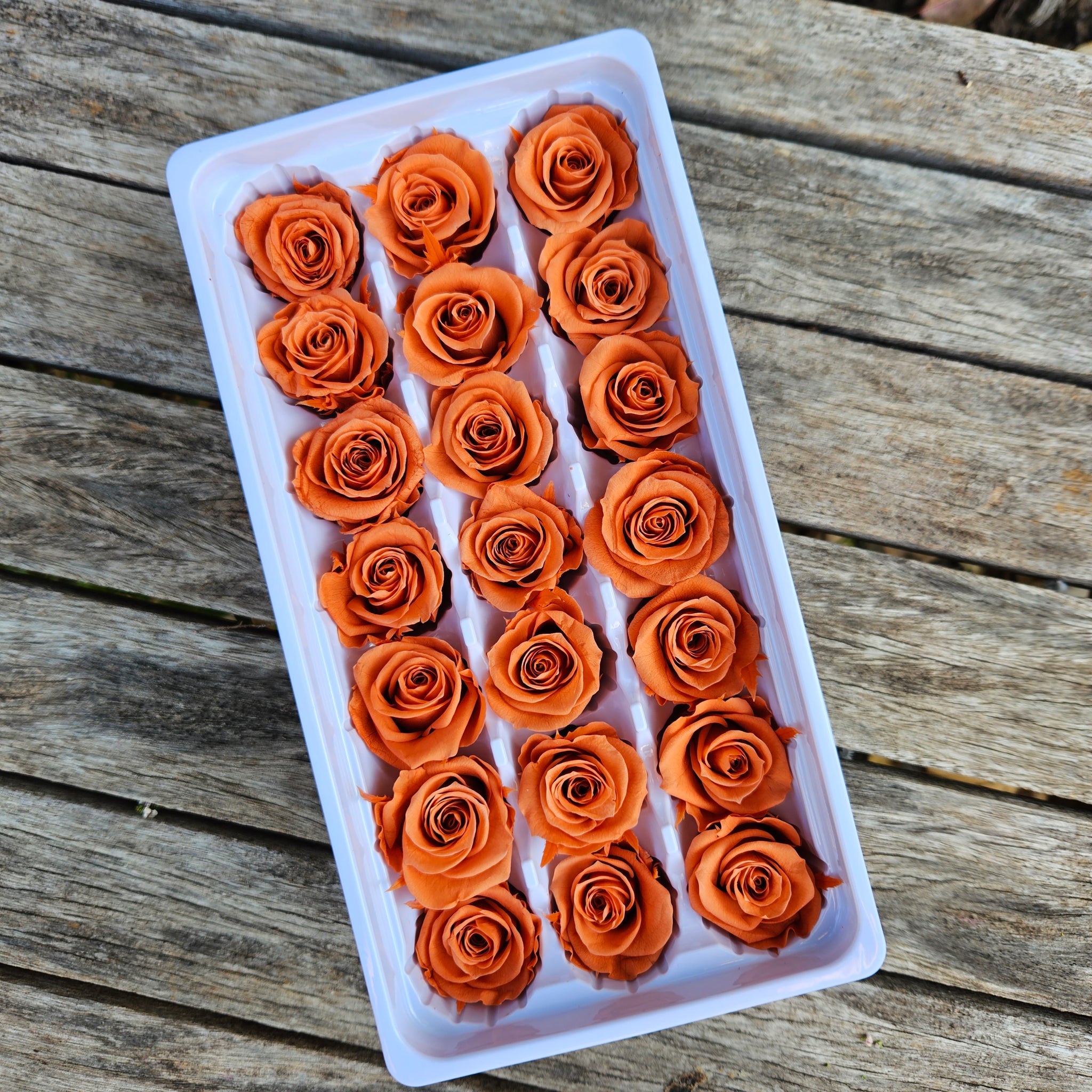 Roses Preserved Mini 21 - Burnt Orange