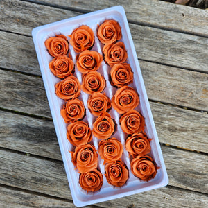 Roses Preserved Mini 21 - Burnt Orange