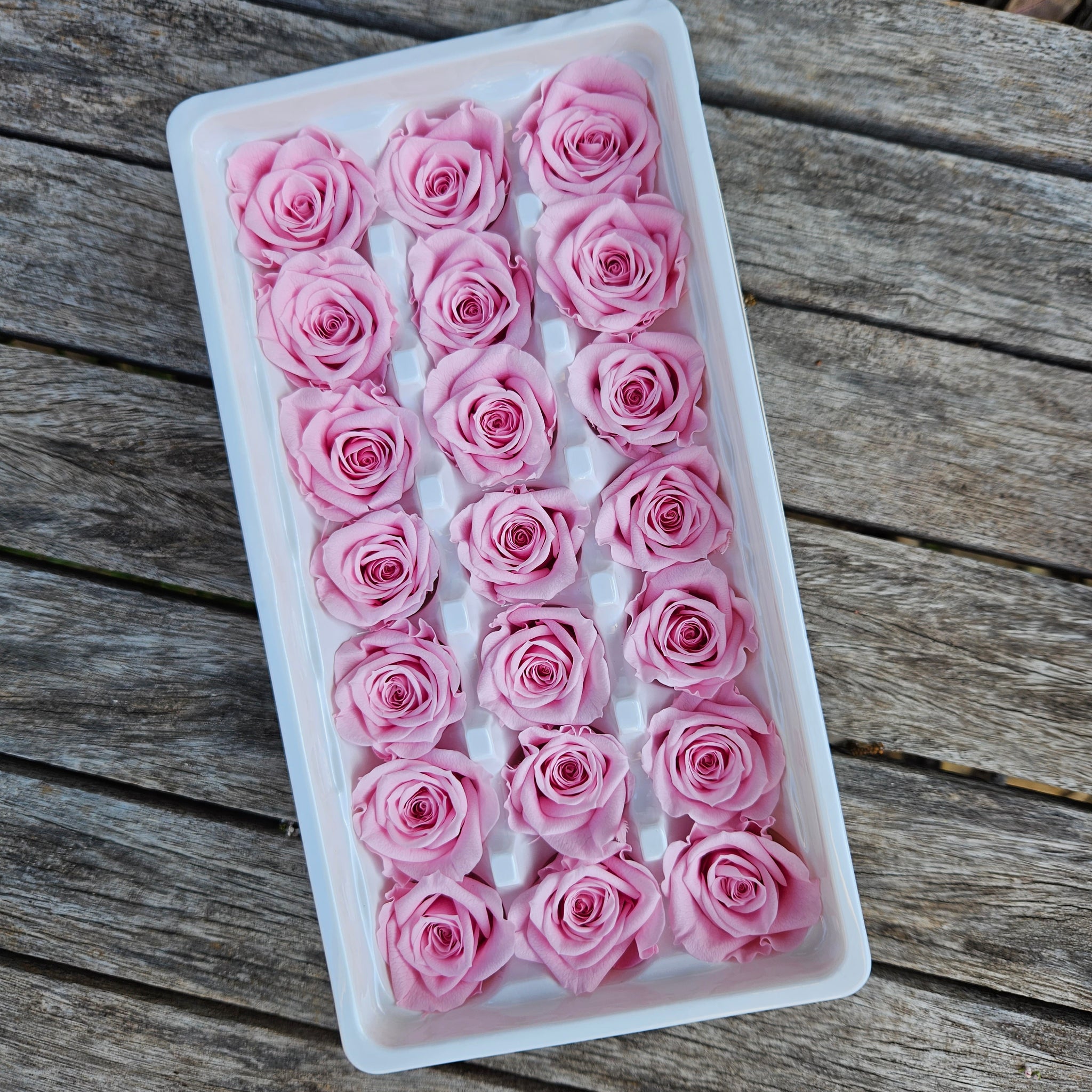 Roses Preserved Mini 21 - Soft Pink