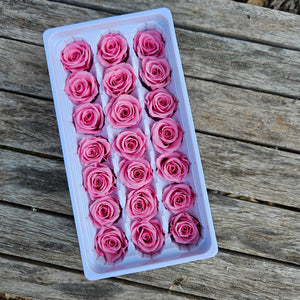 Roses Preserved Mini 21 - Carnation Pink