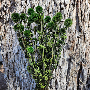 Echinops - Christmas Green