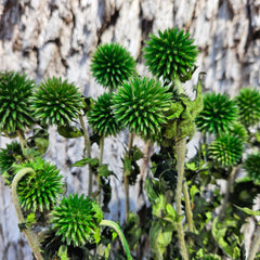 Echinops - Christmas Green