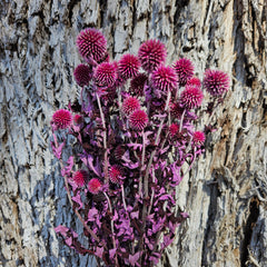 Echinops - Magenta Pink