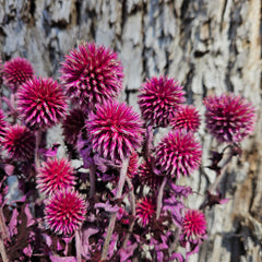 Echinops - Magenta Pink