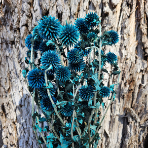 Echinops - Ocean Blue