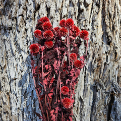 Echinops - Ruby Red