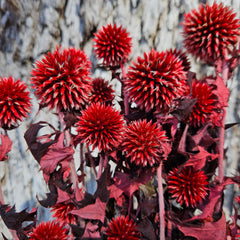 Echinops - Ruby Red