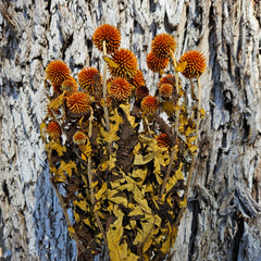 Echinops - Burnt Orange