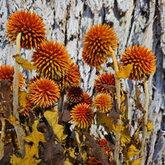 Echinops - Burnt Orange