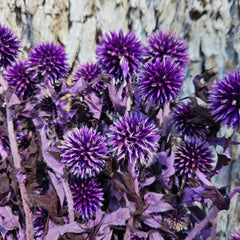 Echinops - Indigo Purple