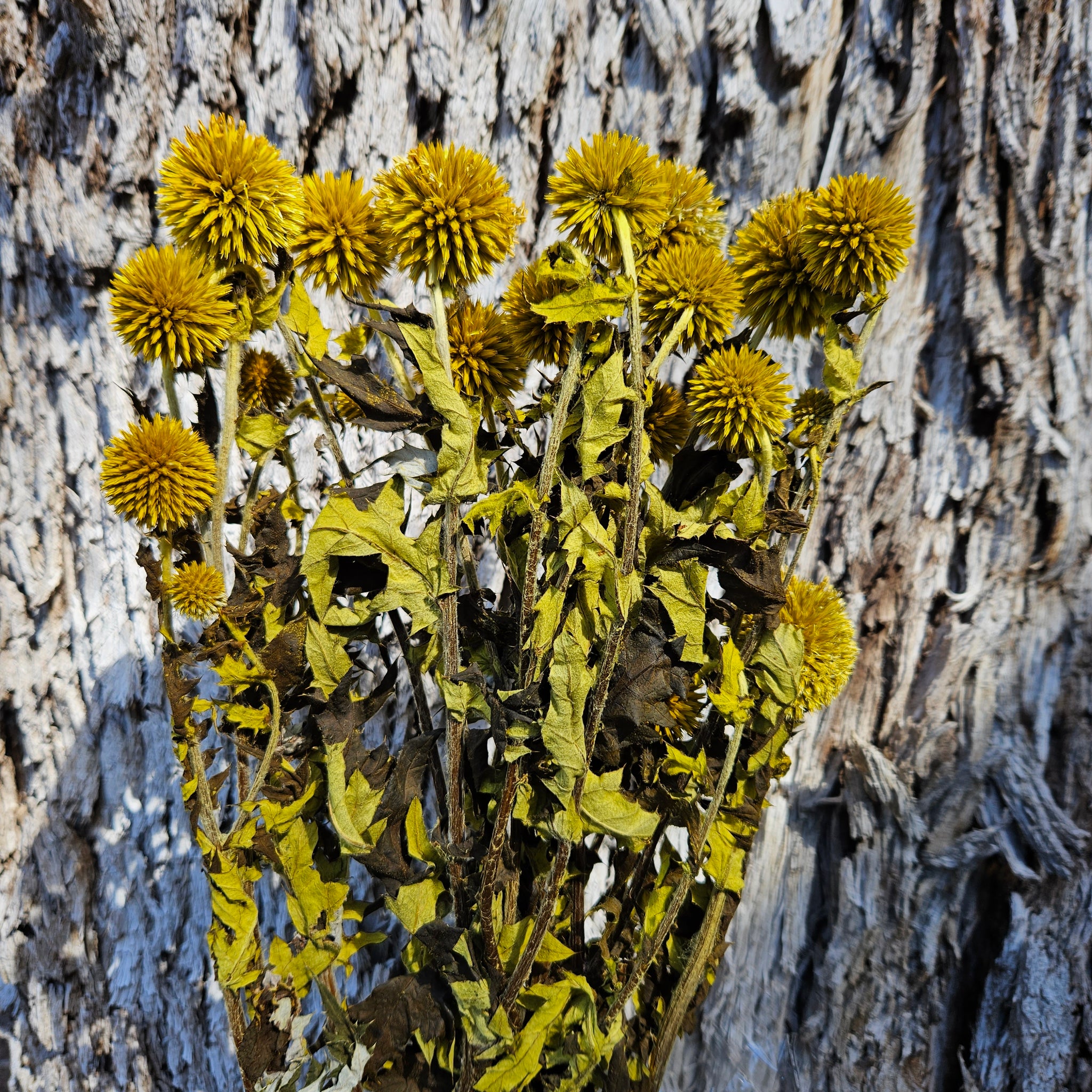 Echinops - Mustard Yellow