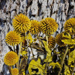 Echinops - Mustard Yellow