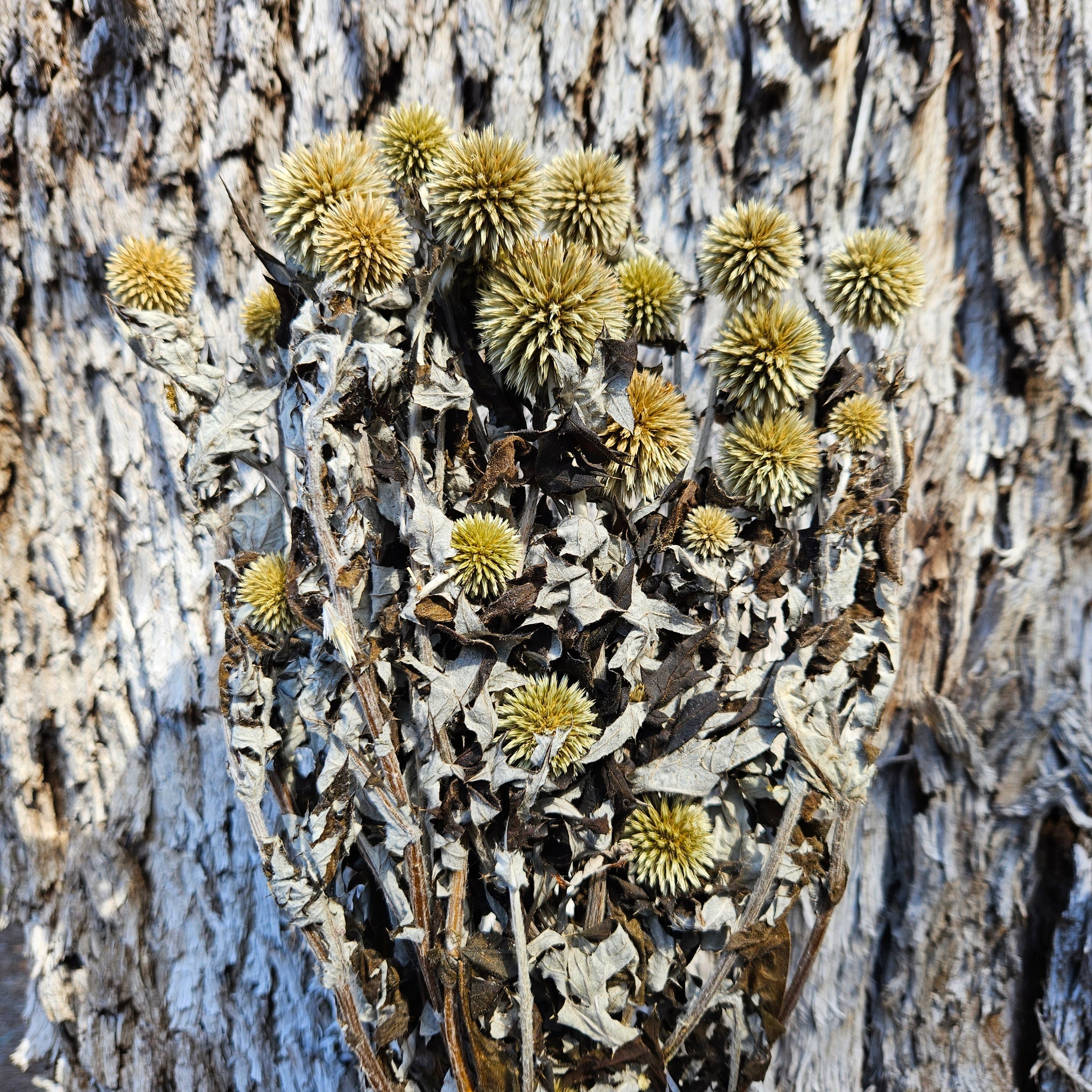 Echinops - Natural