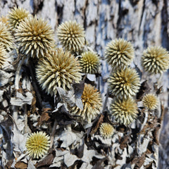 Echinops - Natural