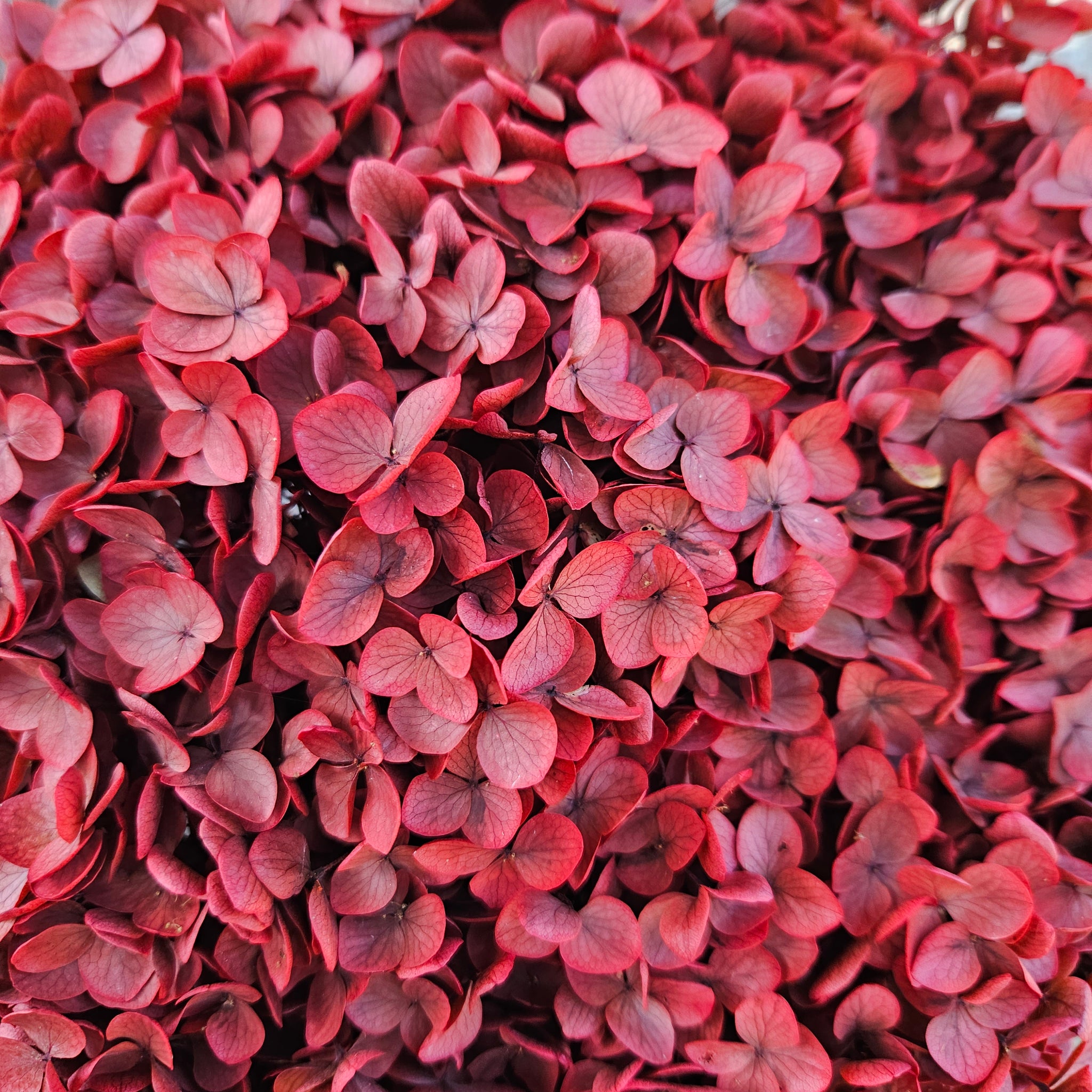 Hydrangea - Burnt Rose Red