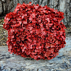 Hydrangea - Burnt Rose Red