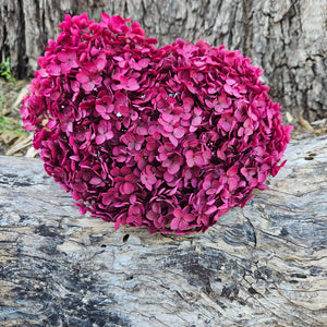 Hydrangea -  Deep Magenta Pink