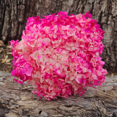 Hydrangea - Barbie Pink Ombre