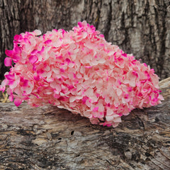 Hydrangea - Barbie Pink Ombre