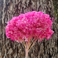 Hydrangea - Barbie Pink Ombre