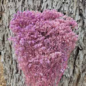 Baby's Breath - Gypsophila Preserved - Soft Lilac Pink Ombre