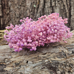 Baby's Breath - Gypsophila Preserved - Soft Lilac Pink Ombre