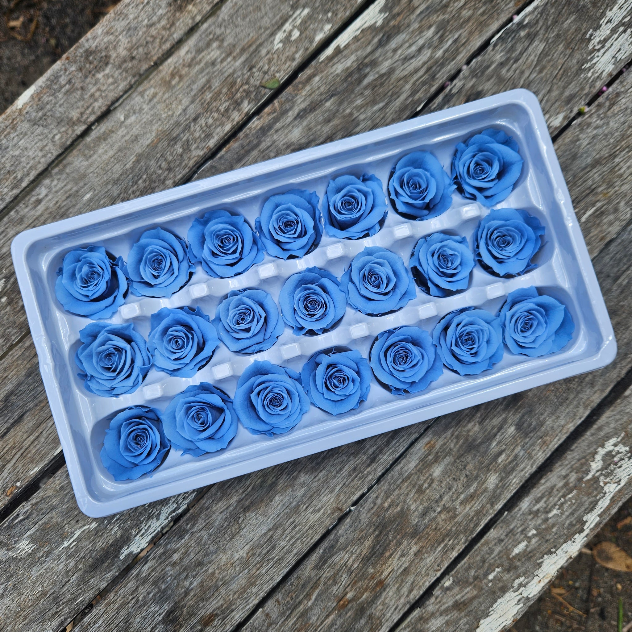 Roses Preserved Mini 21 - Cornflower Blue