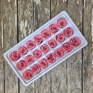 Roses Preserved Mini 21 - Wild Rose Pink