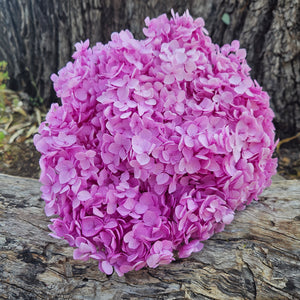 Hydrangea - Vibrant Lilac Purple Pink