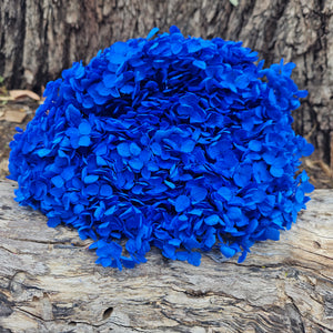 Hydrangea - Sapphire Blue