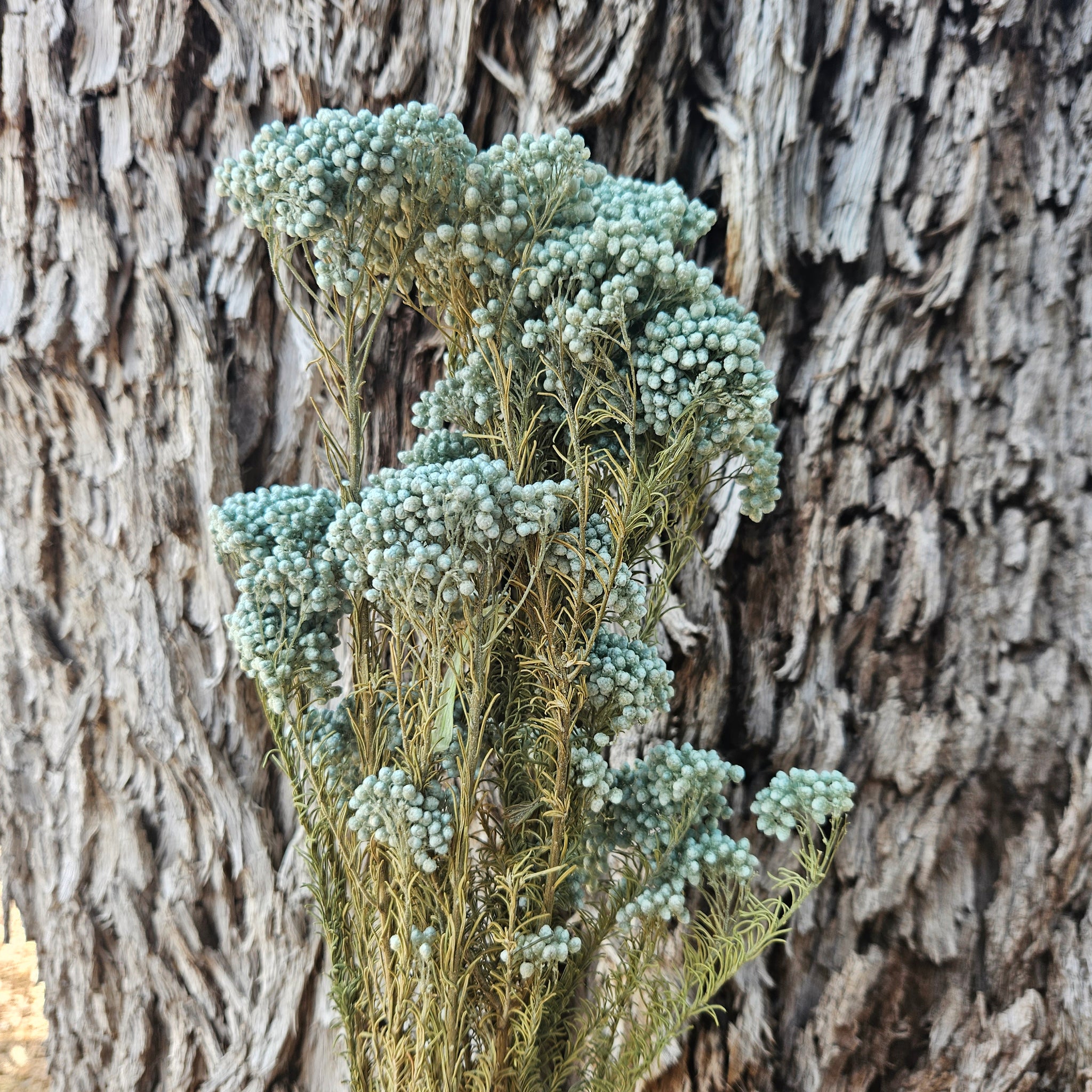 Rice flower - Soft Teal Green