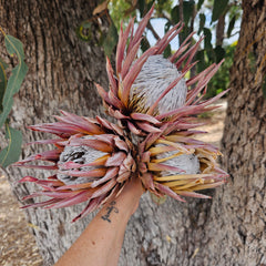 King Protea Pink - Dried - Single Stem