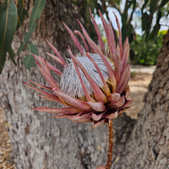 King Protea Pink - Dried - Single Stem