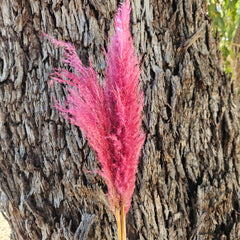 Pampas Coloured - (Mini Bunch 3 short stems ) Pink