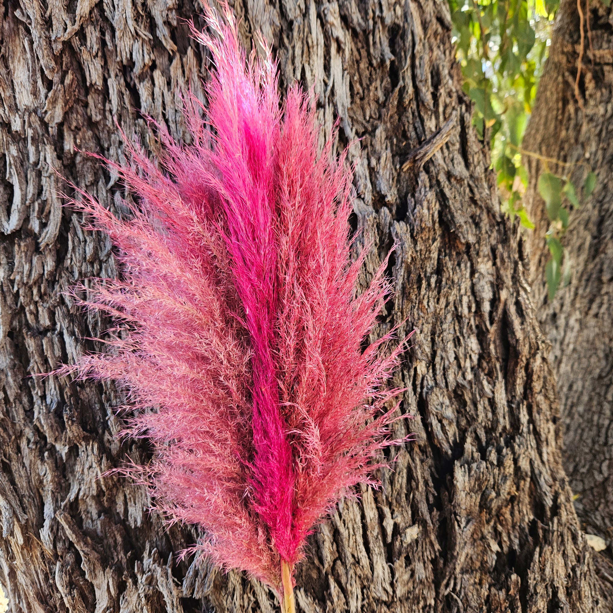 Pampas Coloured - (Mini Bunch 3 short stems ) Pink