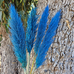 Pampas Coloured - (Single Stem) Ocean Blue