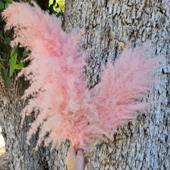 Pampas Coloured - (Single short Stem) Fluffy Soft Pink