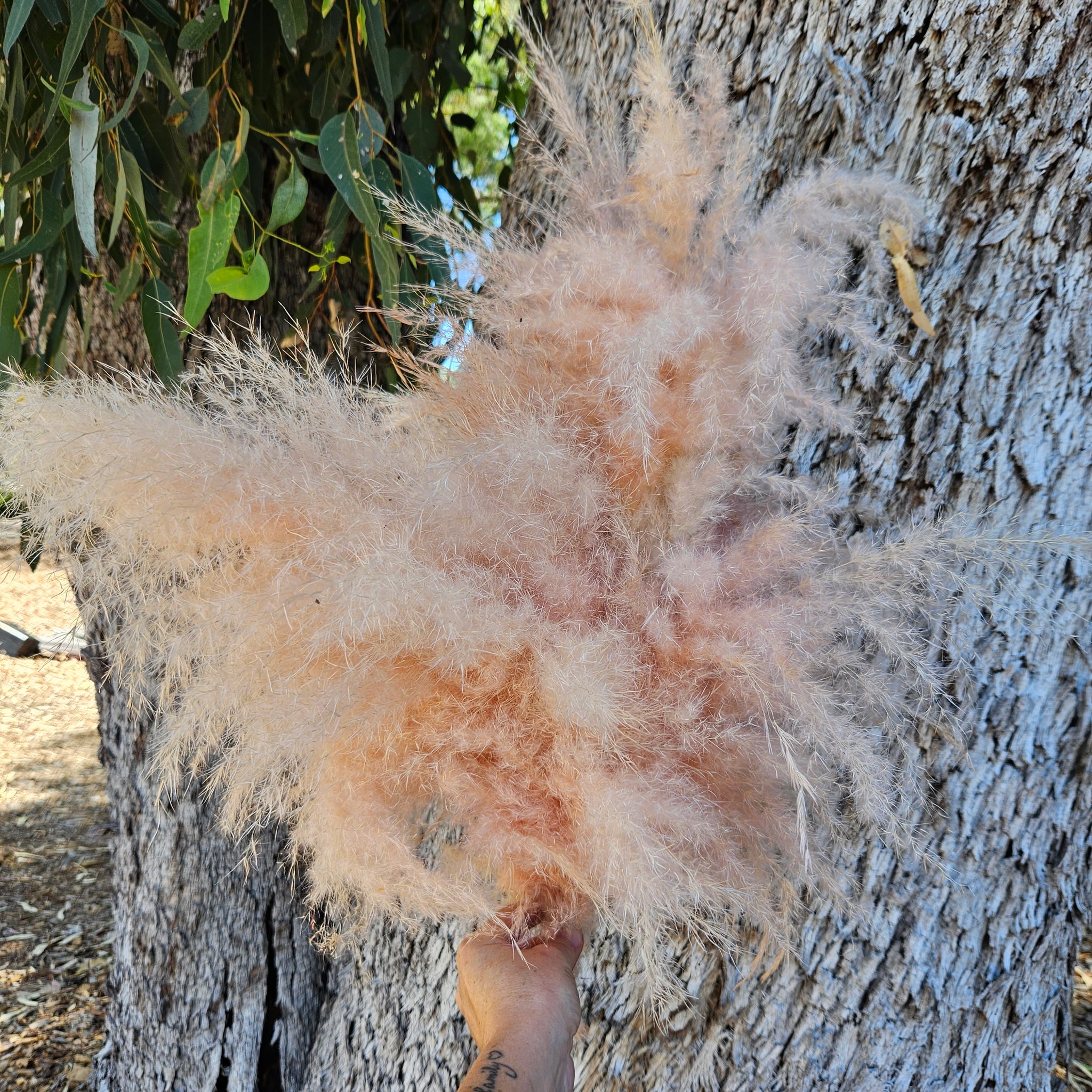 Pampas Coloured - (Mini Fluffy Bunch approx 5 short stems ) Soft Peach Pink