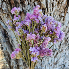 Sea Lavender/ Statice Sinuata - Natural Lilac Purple/Pink Mixed Tones