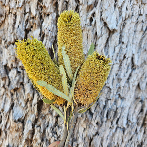 Banksia Antenuata - Lime Green (Small heads)