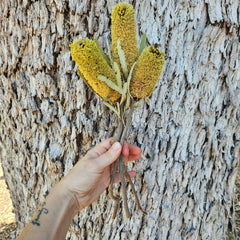 Banksia Antenuata - Lime Green (Small heads)