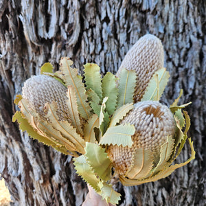 Banksia Burdetti - Natural