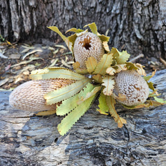 Banksia Burdetti - Natural