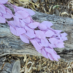 Ruscus - Israeli Large Leaf - Lilac Purple