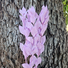 Ruscus - Israeli Large Leaf - Lilac Purple