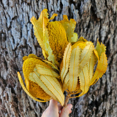 Banksia Burdetti - Mustard Yellow