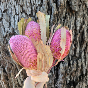 Banksia Burdetti - Soft Pink