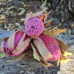 Banksia Burdetti - Soft Pink