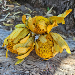 Banksia Burdetti - Mustard Yellow