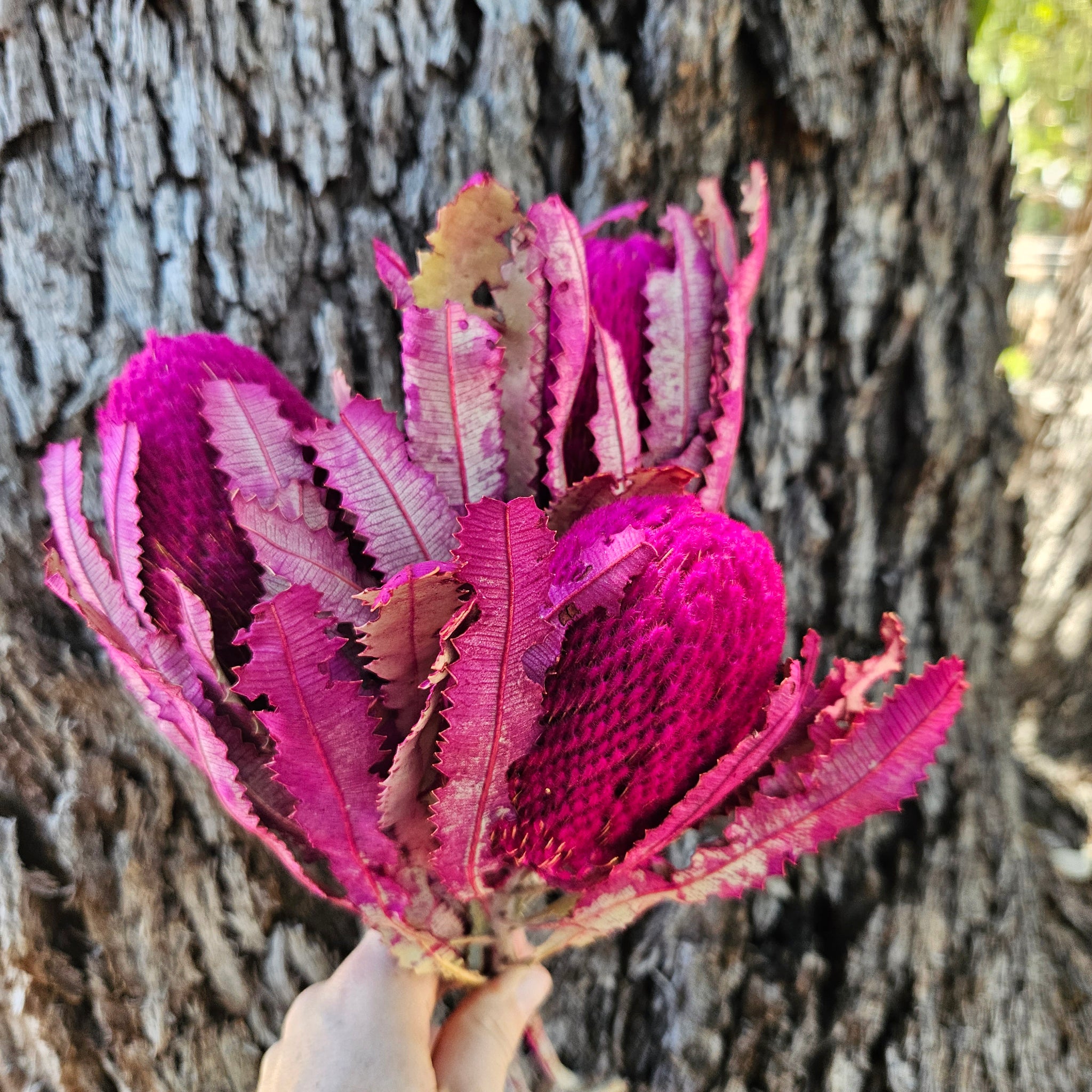 Banksia Burdetti - Hot Pink